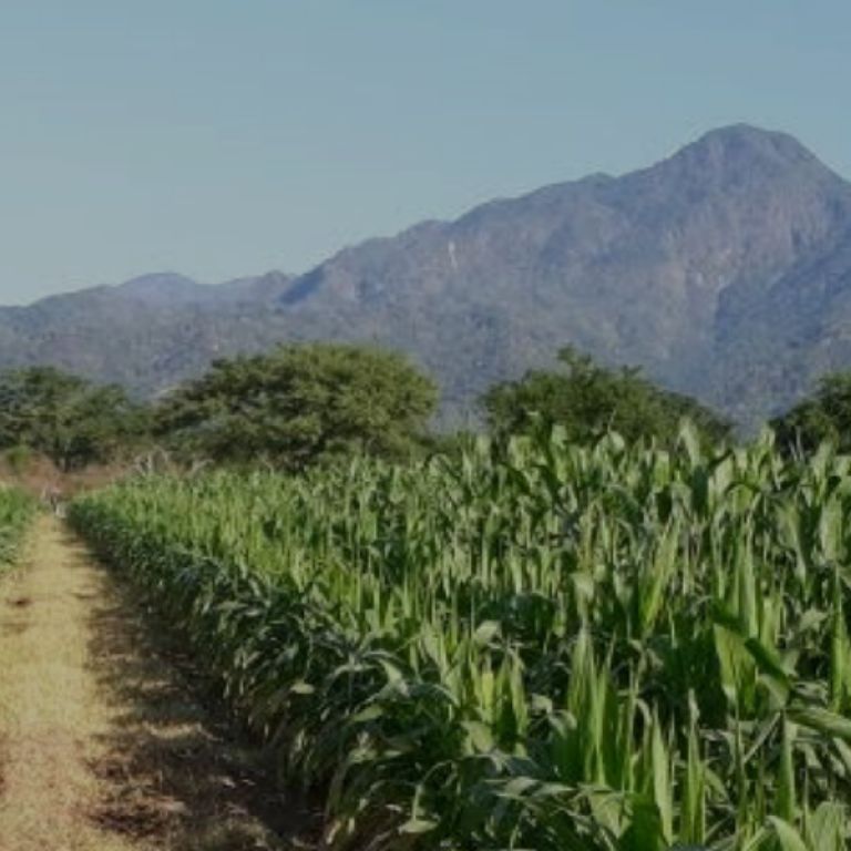 MAS Seeds expandiert nach Mexiko